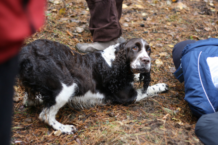 194947-2183b-78177882-m750x740-u20369.jp